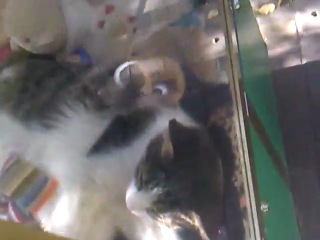 Кот в автомате с игрушками